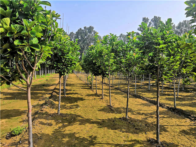 沭陽(yáng)長(zhǎng)景園林白玉蘭種植基地實(shí)拍圖片