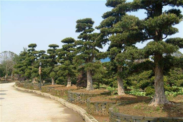 羅漢松基地實(shí)拍圖片