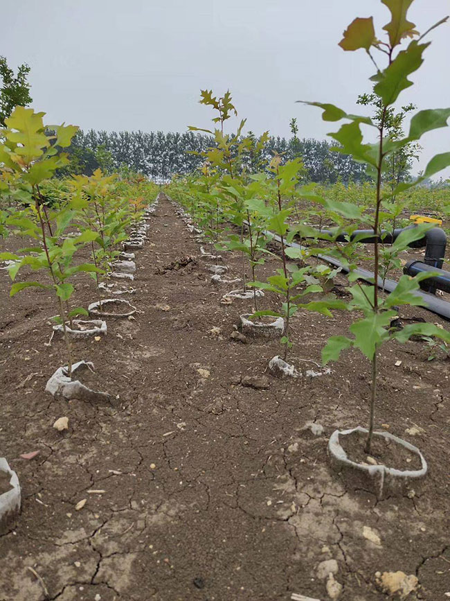 娜塔櫟小苗如何種植?娜塔櫟種植技術(shù)