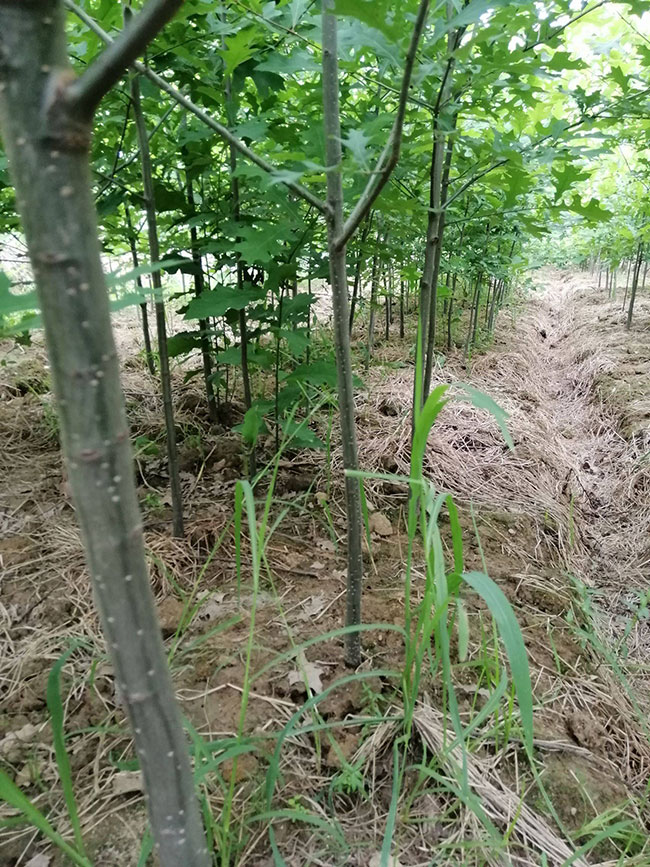 娜塔櫟小苗如何種植?娜塔櫟種植技術(shù)