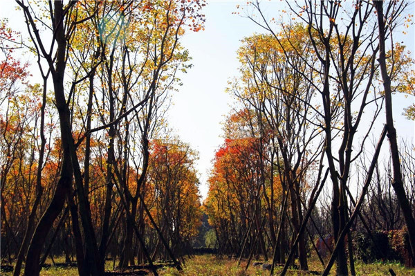 烏桕基地實(shí)拍圖