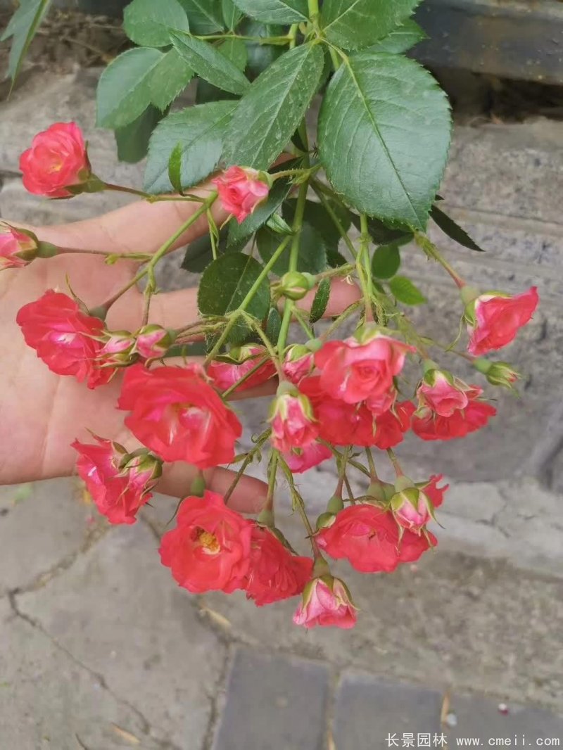 紅花薔薇開(kāi)花效果圖花墻