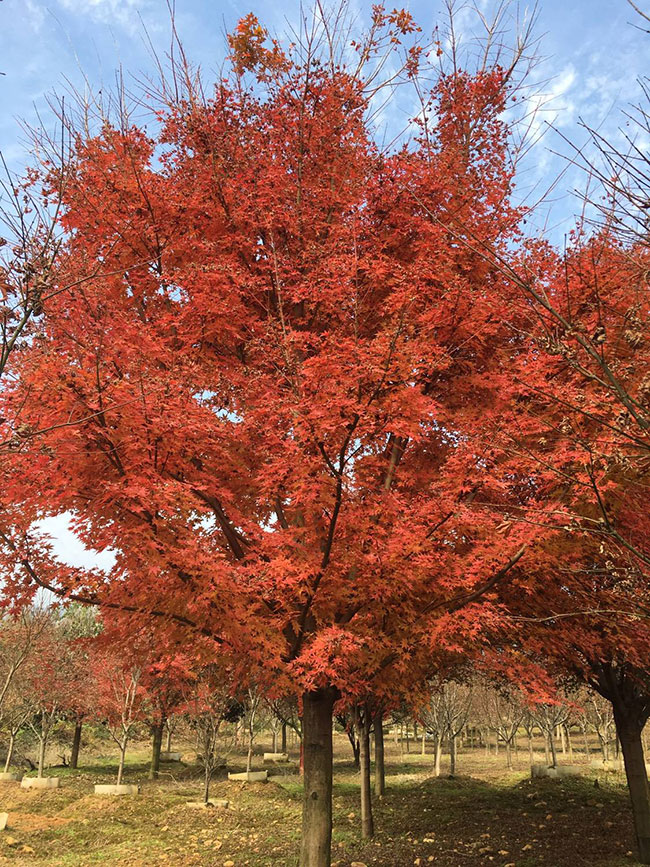 美國紅楓小苗怎樣種植?美國紅楓小苗管理技術(shù)