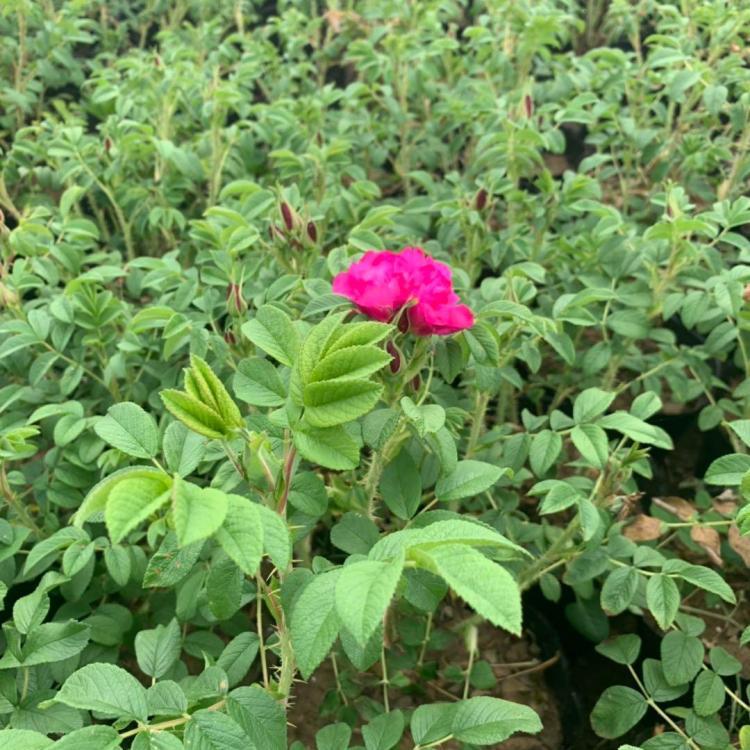 食用玫瑰種植基地